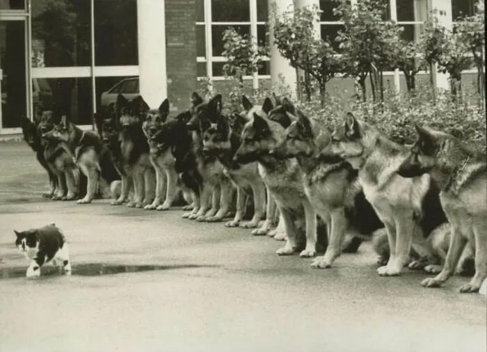 Выпускной экзамен для полицейских служебных собак на умение сохранять спокойствие перед кошкой, 1987 год.