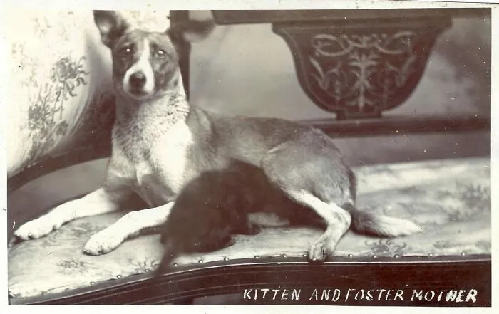 «Котенок и его приемная мать». Фотооткрытка 1915 года.