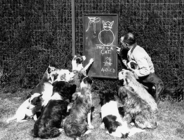 Школа для собак в Калифорнии, 1929 год.