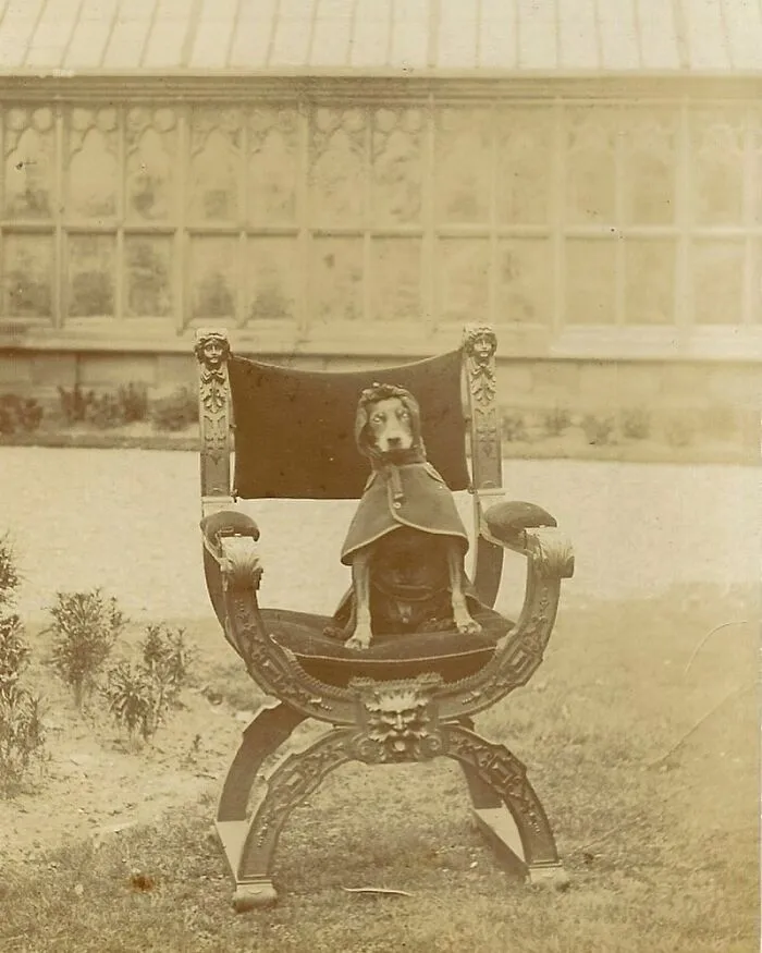 Манчестерский терьер в плаще, 1905 год.