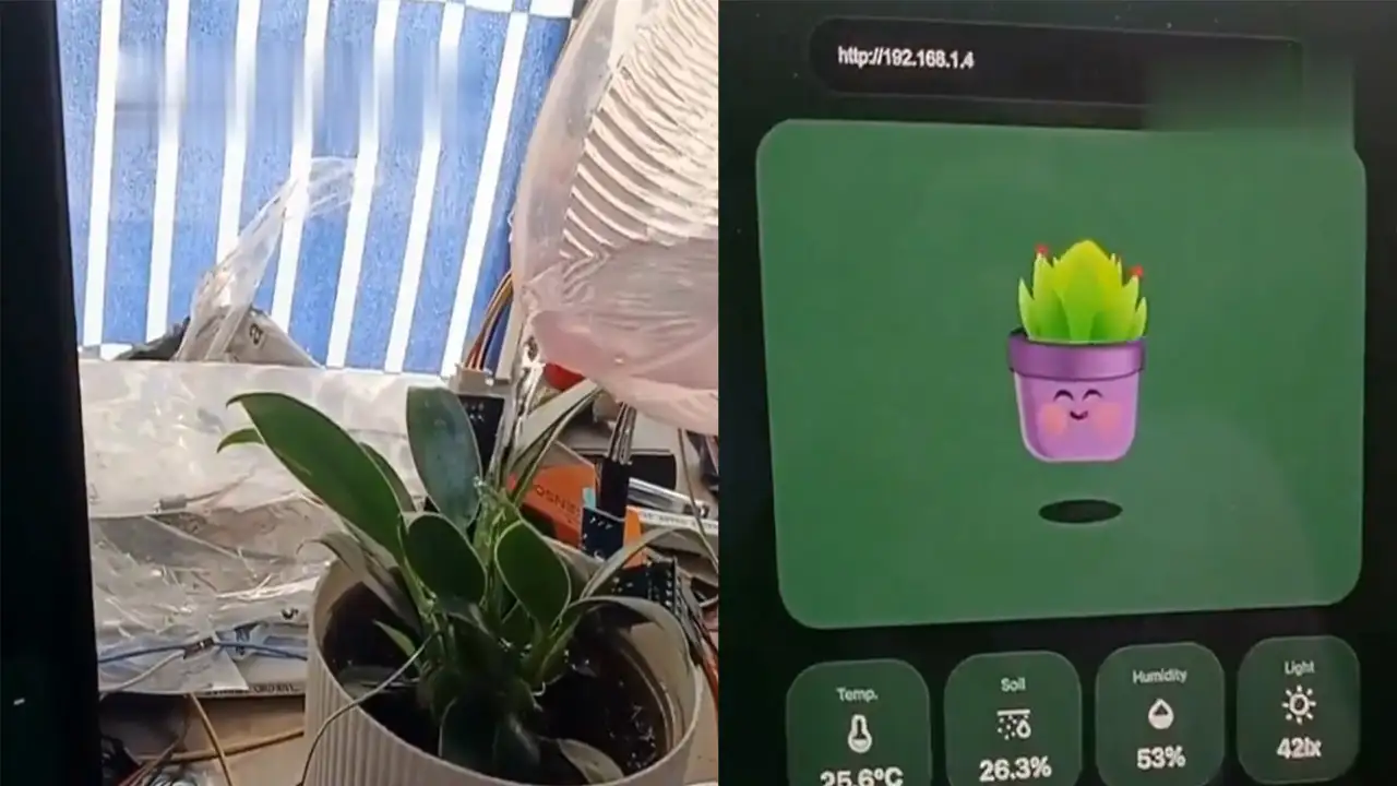 Растение Tiny.