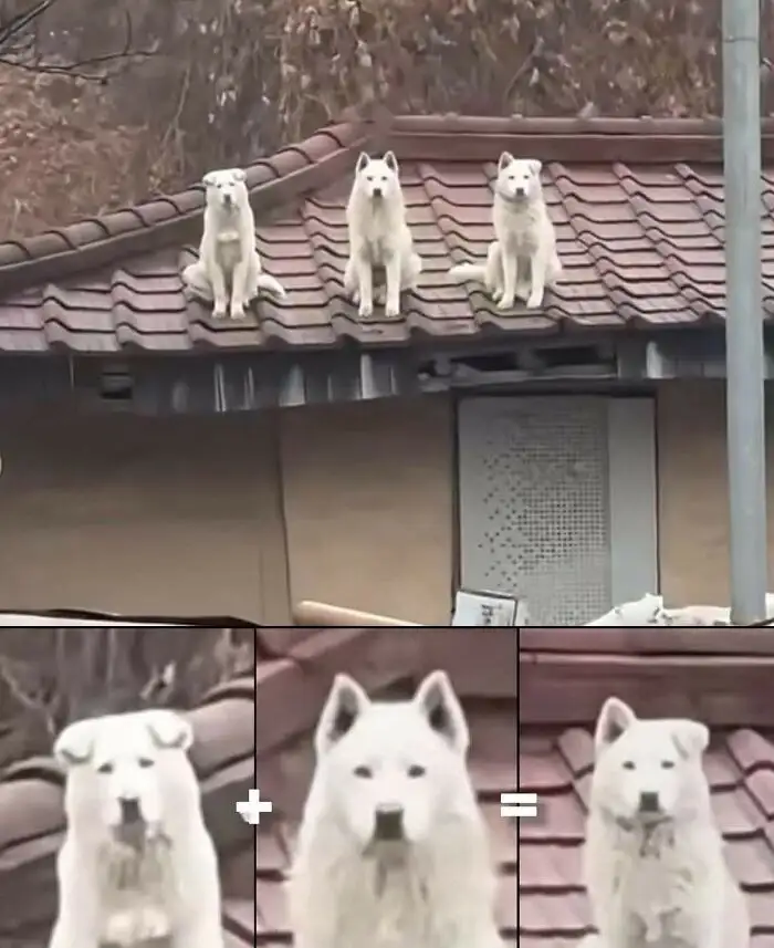 Уравнение решено.