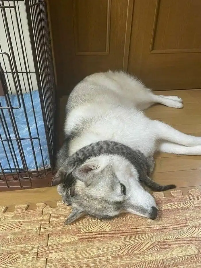 Стильный шарфик или найдите кота.