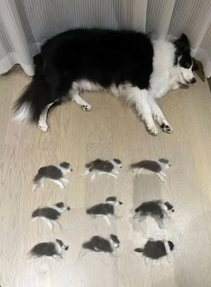 Щенята или...?