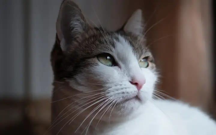 «Мой кот, который пристально смотрит в угол комнаты, где ничего нет».