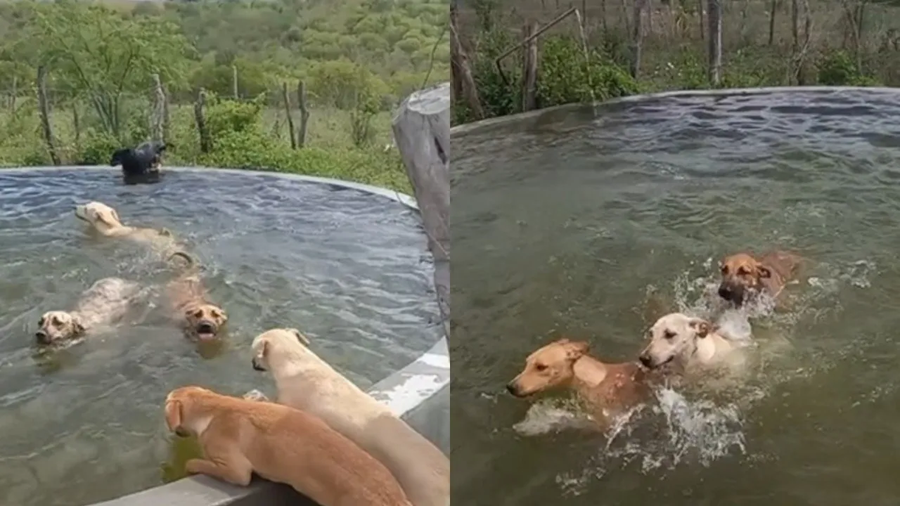 Собаки в бассейне.