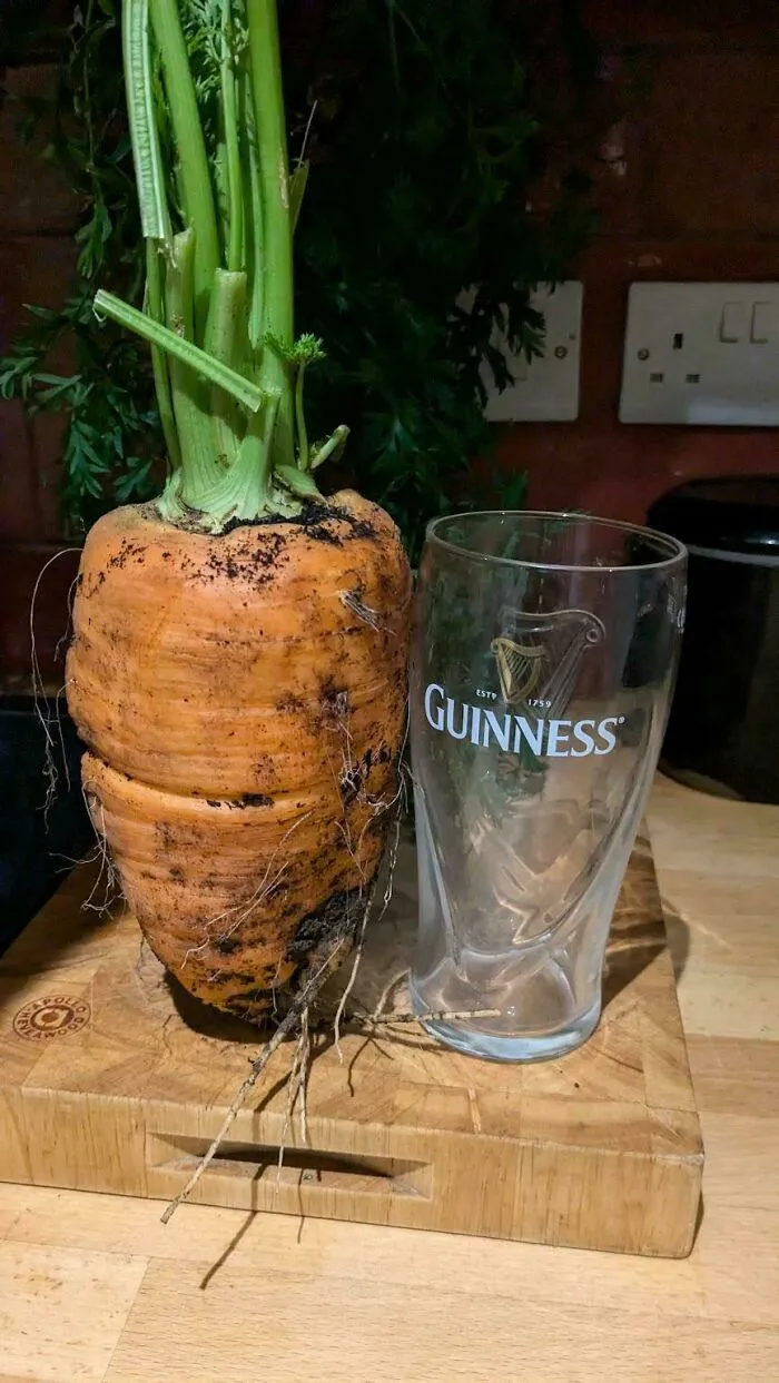 Морковка. Морковка.