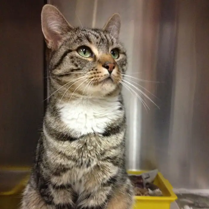 Котик по кличке Джордж вернулся домой спустя 9 лет отсутствия.