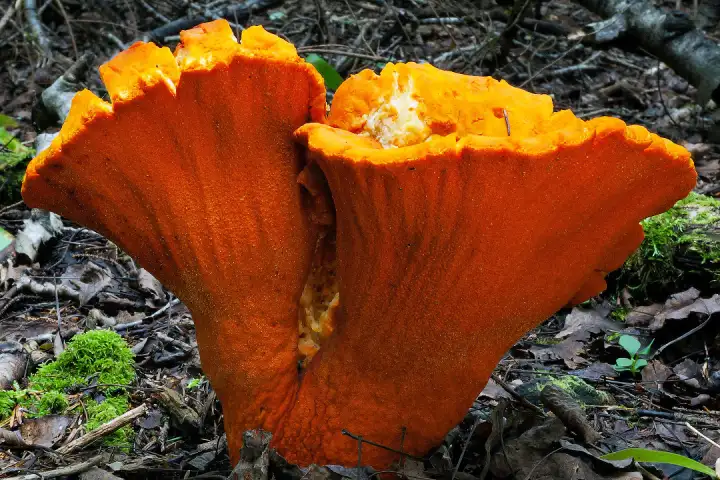 Гипомицет млечный