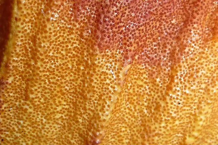 Пузырьки плодовых тел.