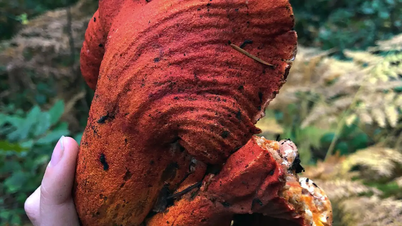 Гипомице́т млечный (Hypomyces lactifluorum).